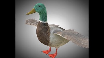 3D Model Duck PBR Bird Rigged Low poly at 3DExport.com