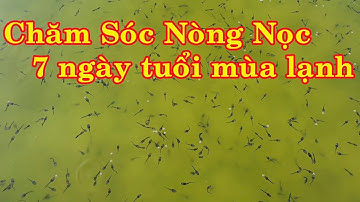 Chia Sẻ Kinh Nghiệm Ươm Ếch Giống Mùa Lạnh - Giai Đoạn Nòng Nọc 7 Ngày Tuổi