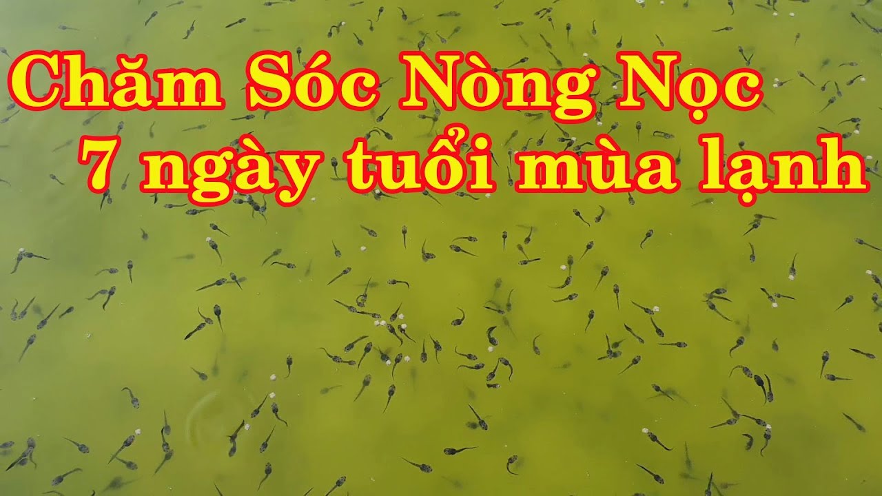 Chia Sẻ Kinh Nghiệm Ươm Ếch Giống Mùa Lạnh - Giai Đoạn Nòng Nọc 7 Ngày Tuổi