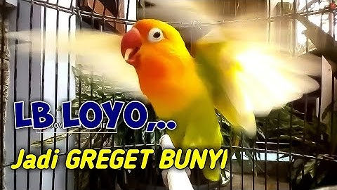Suara Burung Lovebird Gacor Ngekek Panjang JAGO NAIKKAN EMOSI, Lawan yang Loyo Jadi GREGET BUNYI