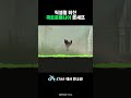 픽셀퀄 미친 쿡트로배니아 #론셰프 #지스타 에 나옵니다! #gstar #지스타2025