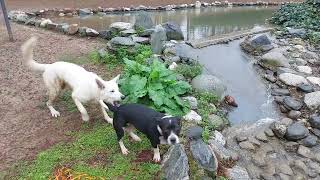 Çılgın İsviçre Kurdu Ve Hera’nın Heyecan Dolu Yakalamaç Macerası