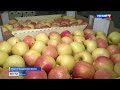 Крым обеспечит отечественных производителей яблоками