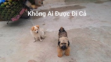 Thử thách một ngày để bạn chó cún ở nhà để ông chủ nghèo đi bán hàng.