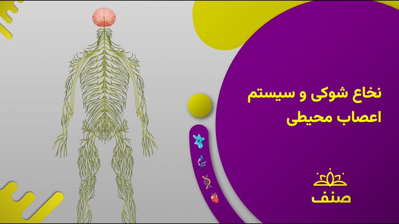 صنف - بیولوژی صنف نهم - درس ۲۱: نخاع شوکی و سیستم اعصاب محیطی