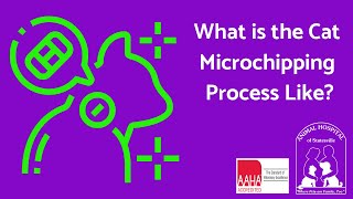 What is the Cat Microchipping Process Like?