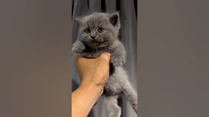 Video 11856261: shorthair kittens meowing british, british shorthair cat cutecat, shorthair kitten britishshorthair cat, cute british shorthair kitten