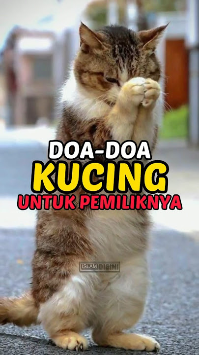 Ternyata kucing juga berdoa untuk pemiliknya #shortvideo #youtubeshorts #shorts #short #islam #allah