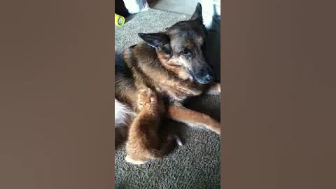 Carly nursing a kitten