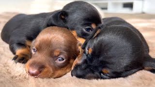 Dachshund puppies eyes are open.