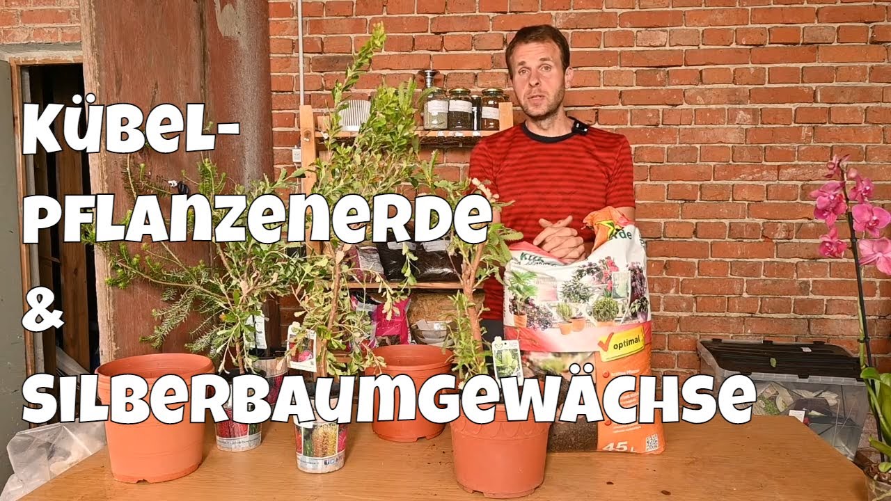 Banksia umtopfen: Warum normale Kübelpflanzenerde zum Problem werden kann