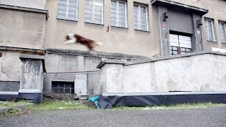 MOVE - Dog Parkour W/ 3 Dogs