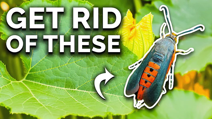 Get Rid Of Squash Vine Borers For Good!