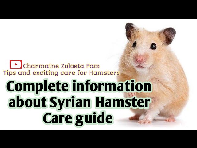 Complete information about Syrian Hamster Care guide