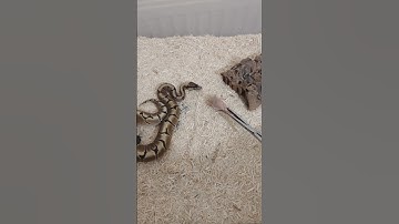 Ball python FEEDING!! #shorts