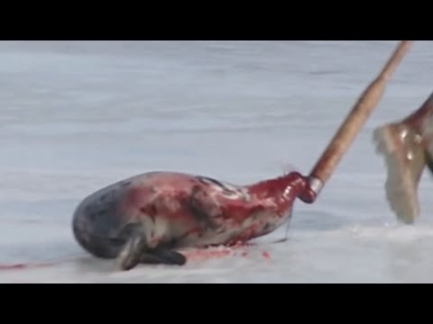 How Is This Still Allowed? (Canada's Seal Slaughter)