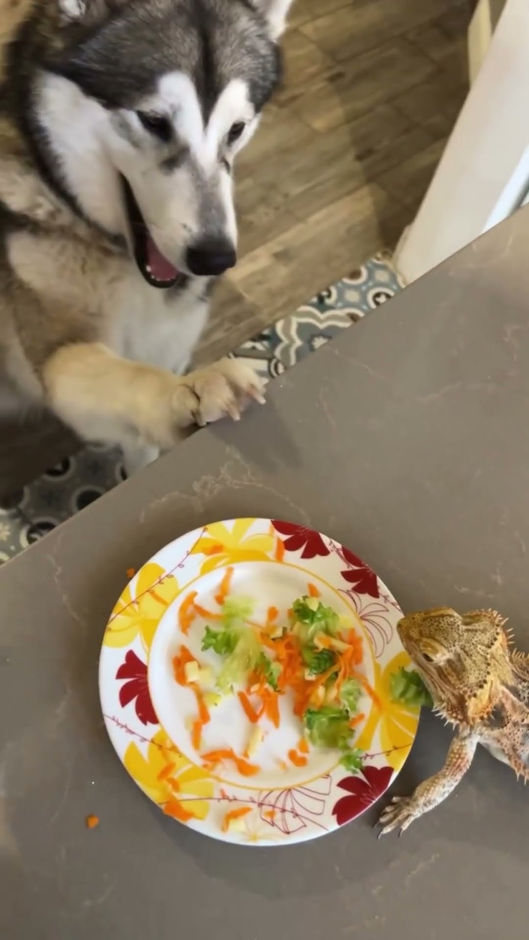 Malamute And Bearded Dragon Share Dinner || ViralHog
