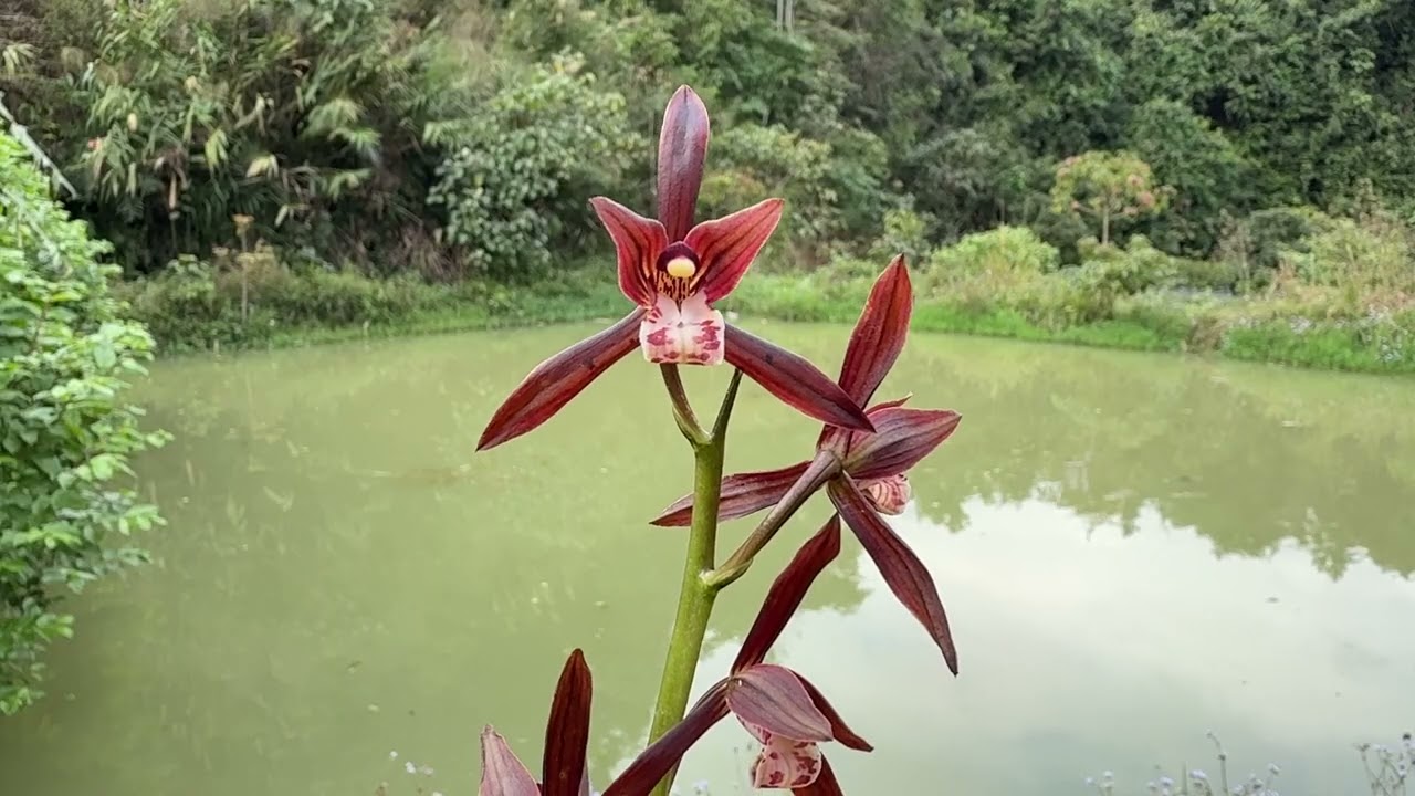 Phiên ngày 22/2 e lên tiếp các mã hoa địa lan mặc xuân mời các bác sưu tầm ạ sdtzalo 0845505688 ạ