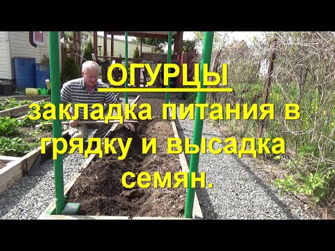 Видео: 70. Огурцы - закладка питания в грядку и высадка семенами в грунт.