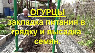 70. Огурцы. Часть 3  закладка питания в грядку и высадка семенами в грунт.