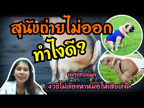 วีดีโอ: 5 วิธีปราศจากความเครียดในการรับมือกับความวิตกกังวลในการแยกสุนัข