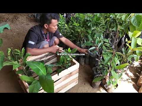 Packing Aman! Bibit Pisang Merah Siap Kirim Wilayah Jakarta