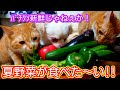 猫と犬が野菜をご所望なので、夏野菜を作ってみた