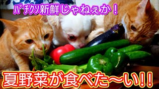 猫と犬が野菜をご所望なので、夏野菜を作ってみた