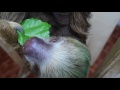 Sloth Eating ASMR