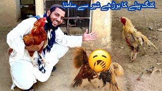 King Peela Aur Reza 🥱 Aseel Farm Pr Bra Takraa 
