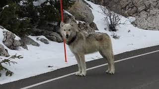 Yellowstone National Park Epic Wolf Encounter