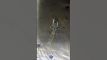 Ghost shrimp on beach