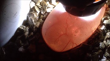 Candling Royal python eggs 3 weeks into incubation.