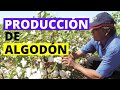 Producción de Algodón: Fases del Ciclo Productivo🚜