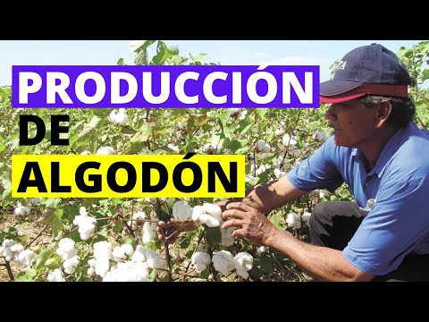 Producción de Algodón: