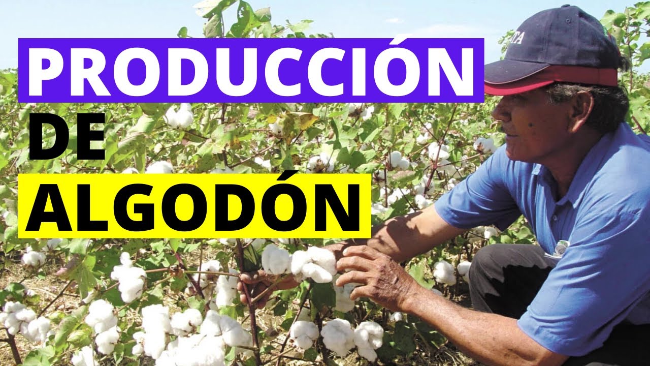 Producción de Algodón: Fases del Ciclo Productivo🚜 - thptnganamst.edu.vn