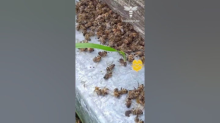 Even if it compromises our honey harvest the safety of our hives should be a priority and if we see