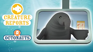 Octonauts - Creature Reports | Wacky Sea Creatures!