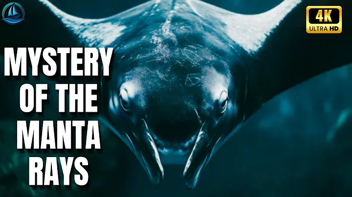 🐠 Mystery of the Manta Rays ⚠️ | The Truth Scientists Can’t Explain