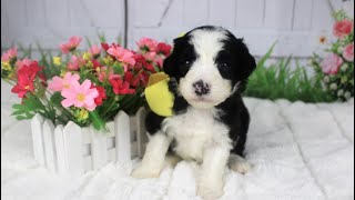 Mini Sheepadoodle male and female ready June 19th. Adult size 30-45 lbs.