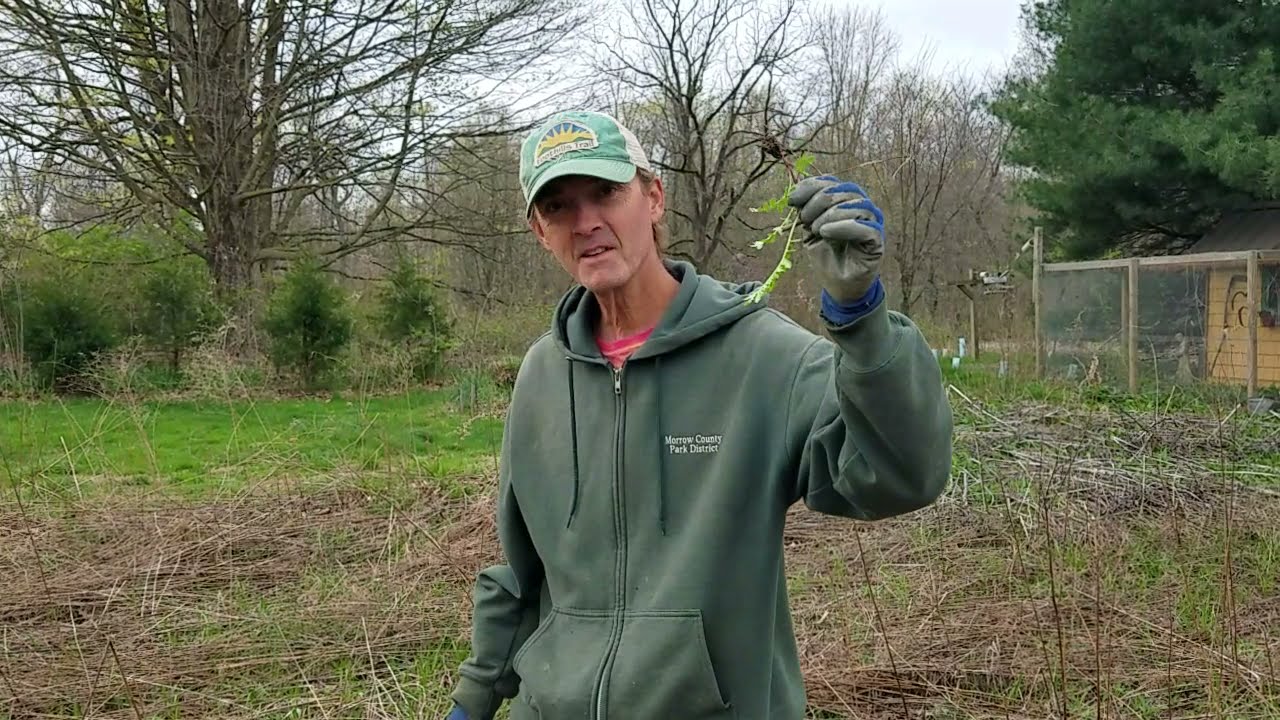 Don't Plant Nonnative Invasive Tansy, Whoops!
