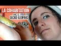 COHABITATION - Les geckos léopard peuvent-ils devenir potos?