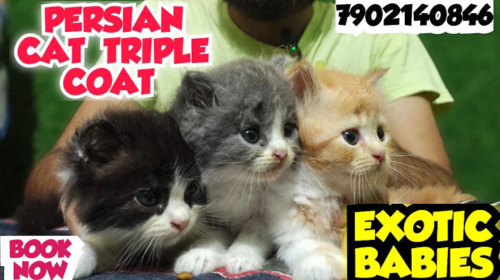 Watch the video about 🤯IMPORT LINE EXOTIC TRIPLE COAT BABIES FOR SALE • HOME DELIVERY AVALIABLE ❣️#cat #kitten #pets