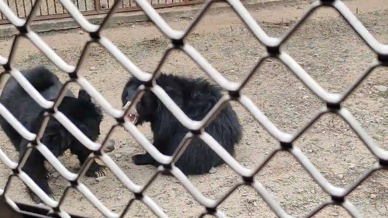 Zoo safari 🐆🐅🦁🐻🦌