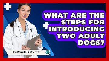 What Are The Steps For Introducing Two Adult Dogs? - PetGuide360.com