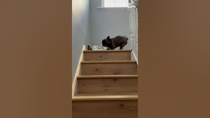 Loyal Dog's Joyful Reunion | Heartwarming Video! 🐶❤️