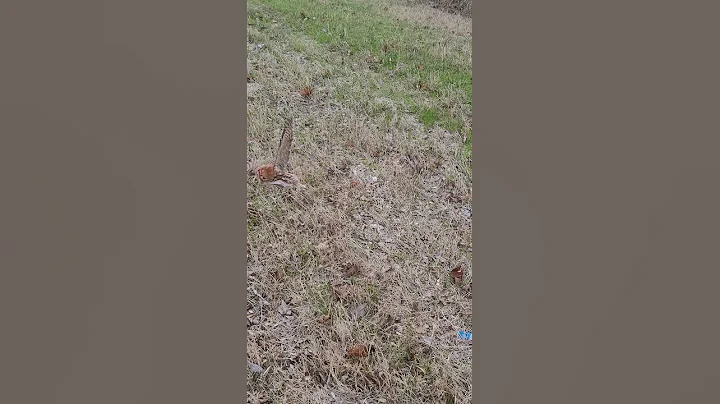 Tiny owl