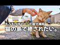 相島のネコに癒されてきた。｜ゆるく生きる【vol.22】