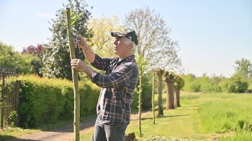 Pollard willow trees - Update - as requested.