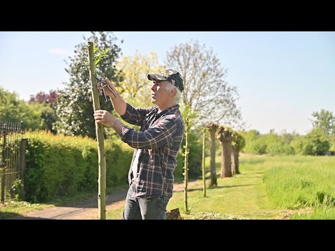 Pollard willow trees - Update - as requested.